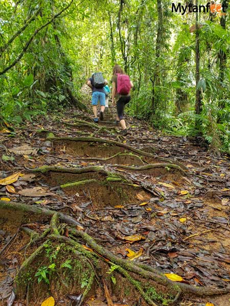 Children's Eternal Rainforest Pocosol station