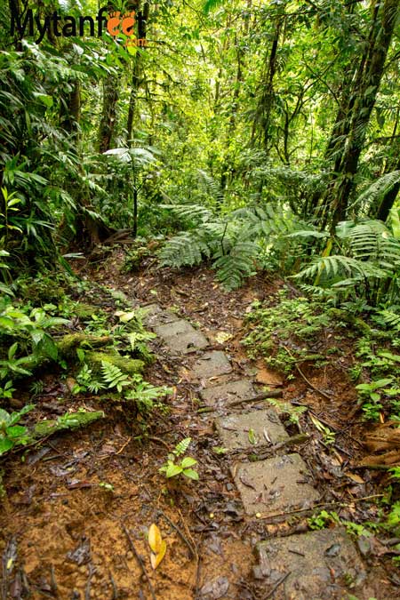 Children's Eternal Rainforest Pocosol station