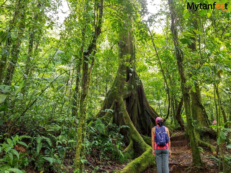 Children's Eternal Rainforest Pocosol station