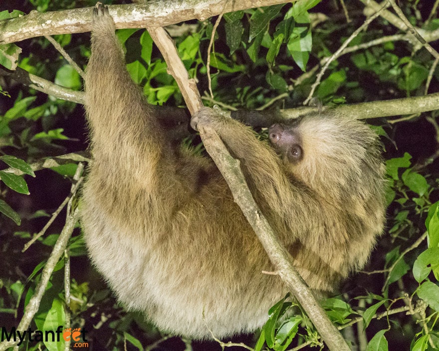 Night tour in Monteverde - 2 toed sloth