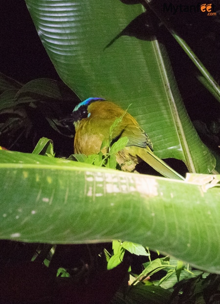 Night tour in Monteverde - awake blue crowned motmot