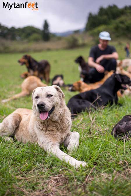 Territorio de Zaguates dogs