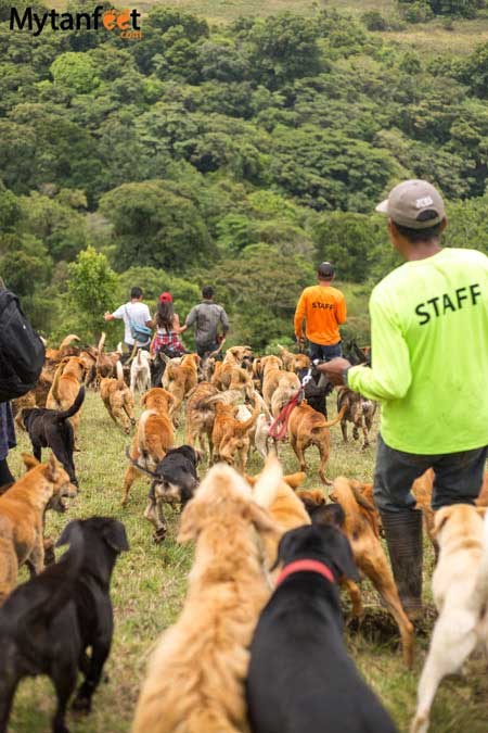 Territorio de 2024 zaguates dogs