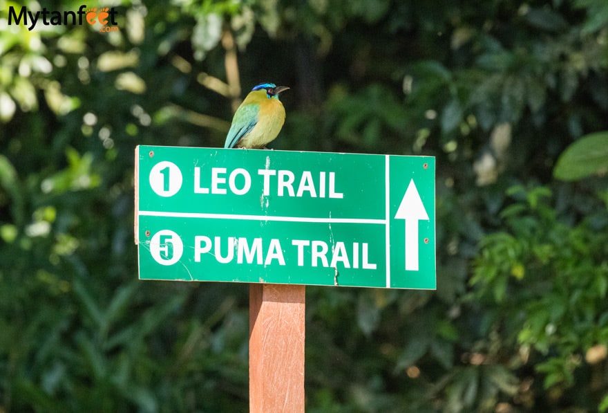 curi cancha reserve - Blue crowned motmot