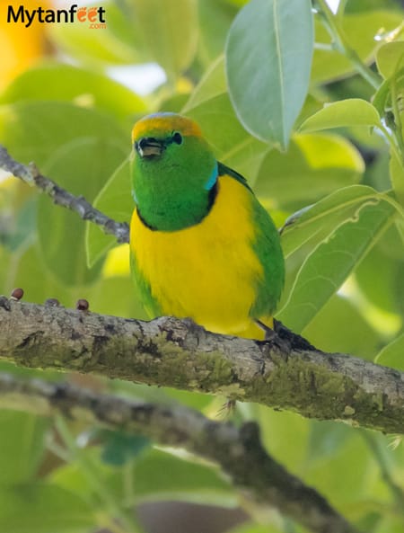 curi cancha reserve - Golden Browed Chlorophonia