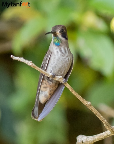 curi cancha reserve - Hummingbird Brown Violet ear 