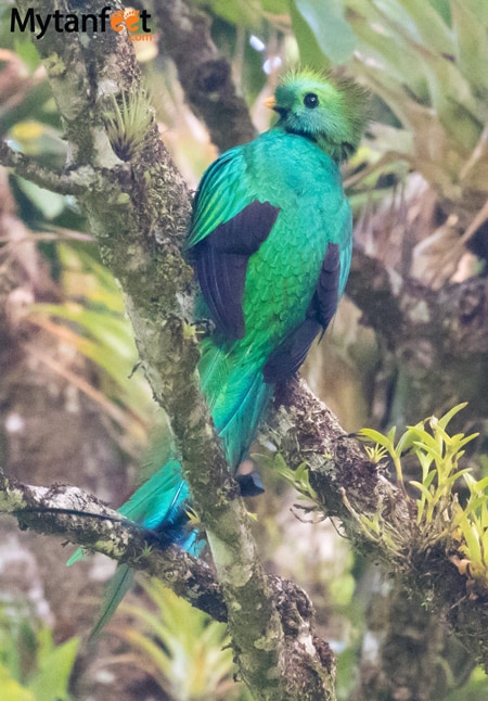 curi cancha reserve - Resplendant Quetzal