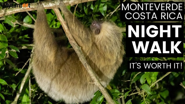 Monteverde Night Walk: It is Definitely Worth it!