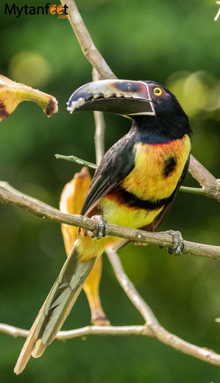 Airbnb in Arenal - Collared Aracari toucan