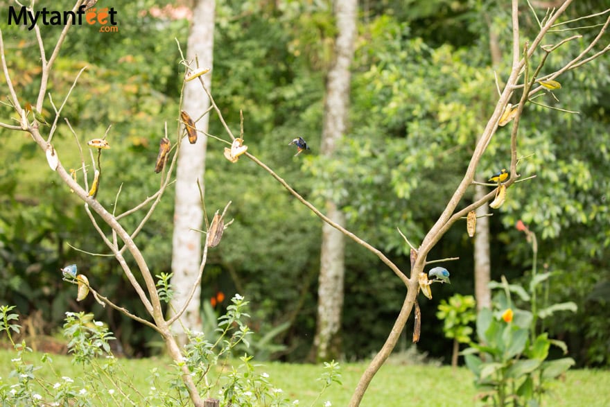 Airbnb in Arenal - birds