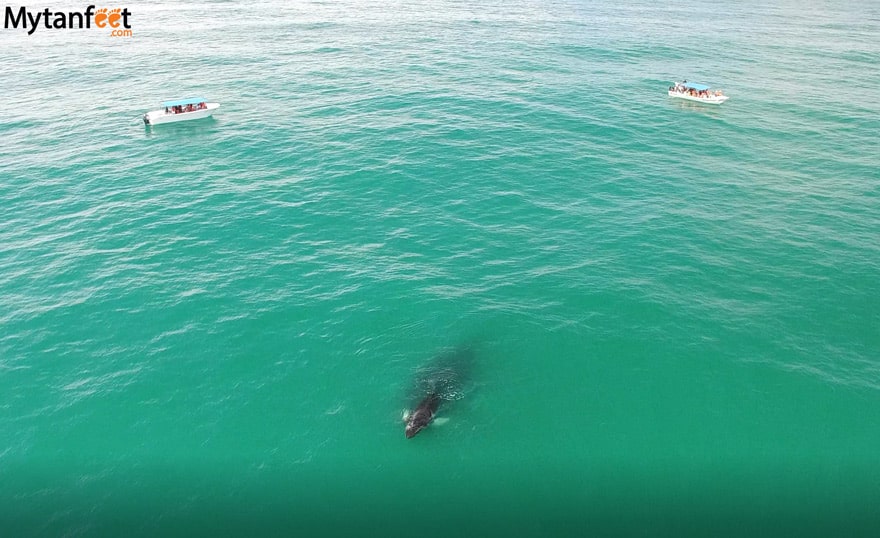 humpback whales in Uvita - Costa Rica Whale watching tours