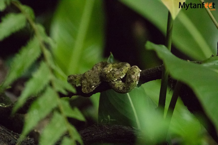 Mistico Arenal Hanging Bridge - viper