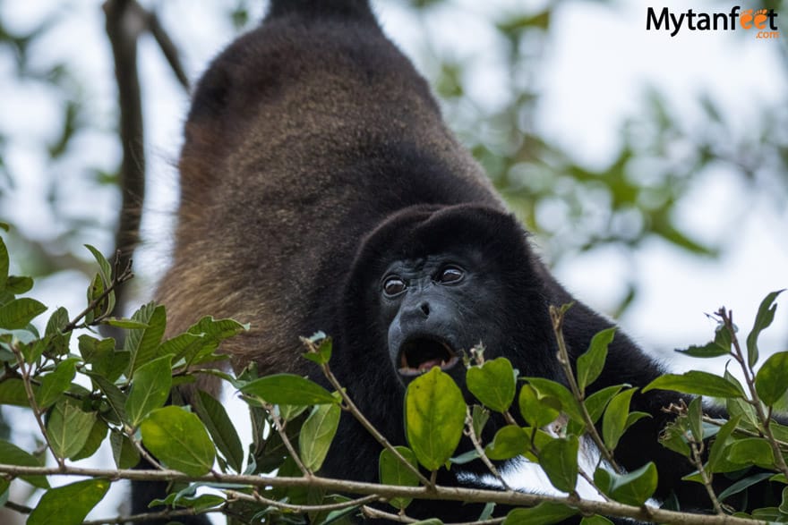 Mistico Arenal Hanging Bridge - howler monkey