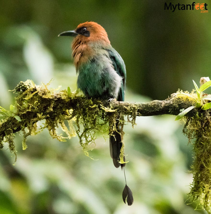 Mistico Arenal Hanging Bridges - motmot