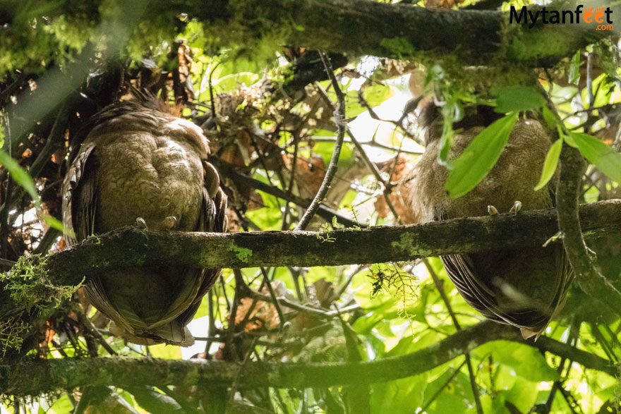 Mistico Arenal Hanging Bridge - owls