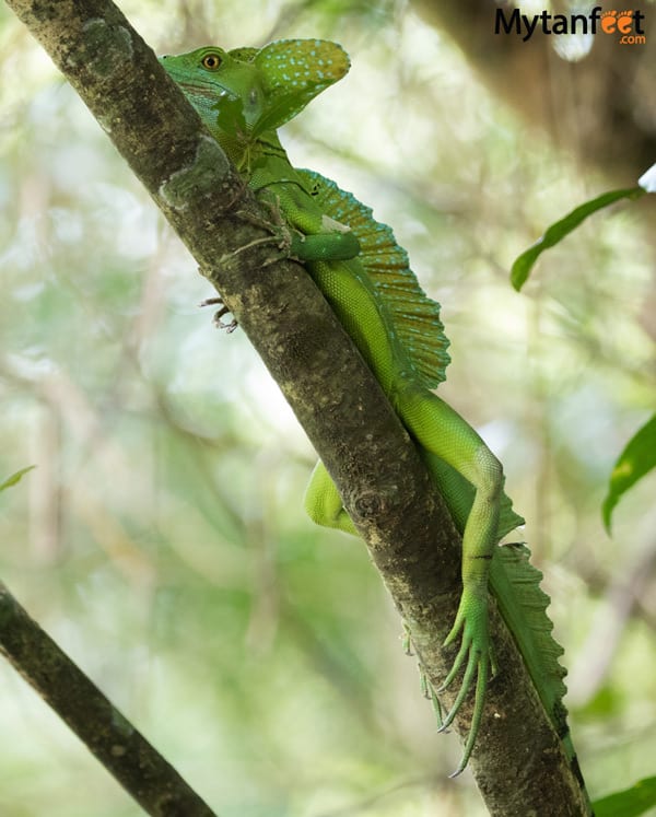 Rio Penas Blancas Safari Float Jesus-Christ-lizard