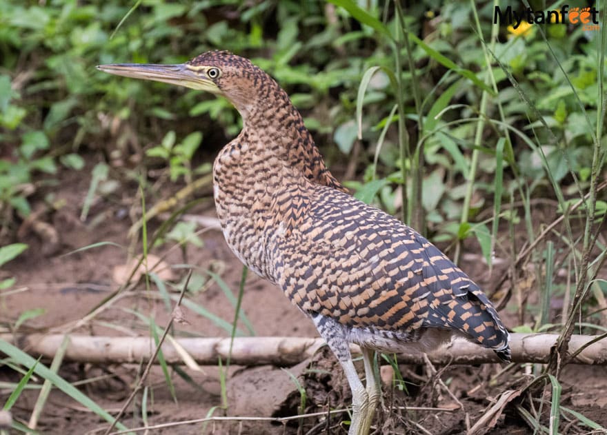 Juvenile Bare Throated Heron