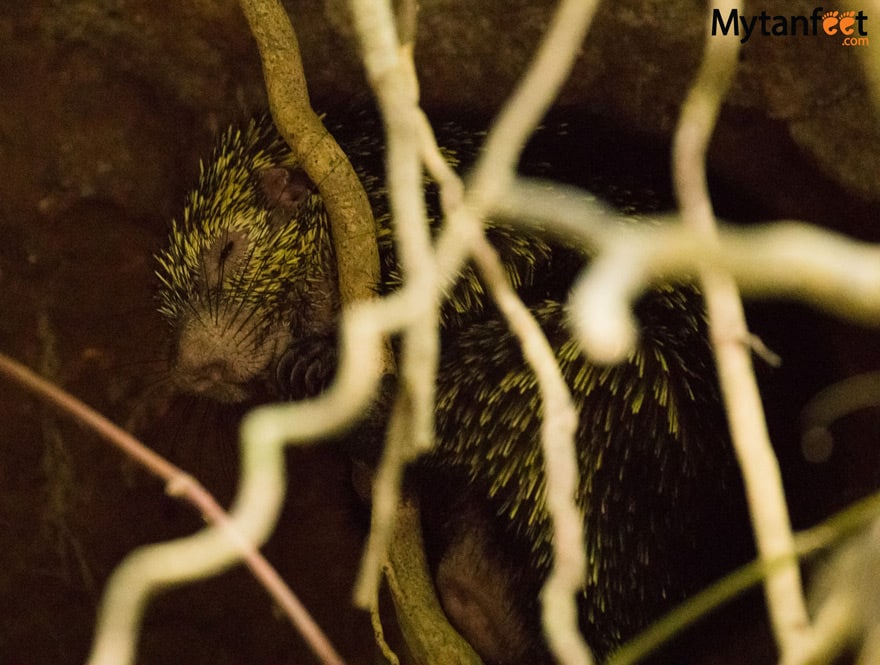 Rio Penas Blancas Safari Float -Porcupine