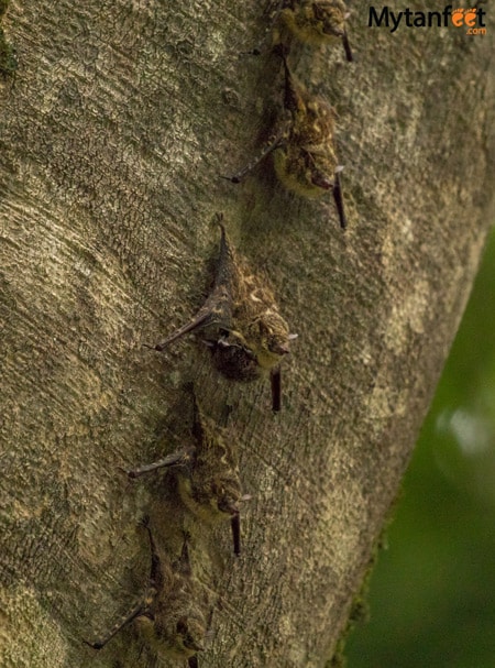 Rio Penas Blancas Safari Float bats