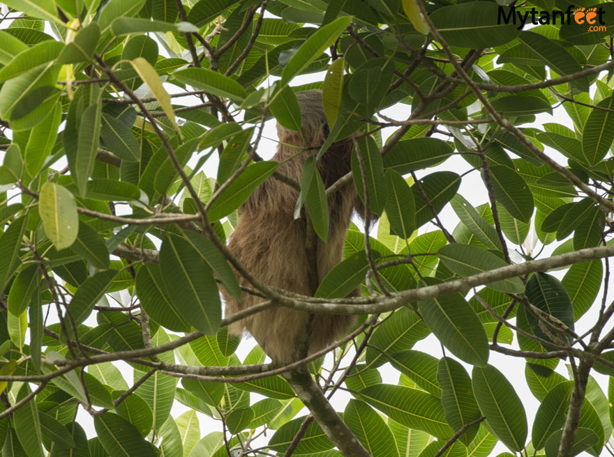 Rio Penas Blancas Safari Float -sloth