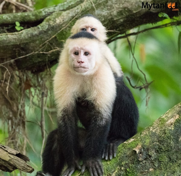 Photo of a white face capuchin monkey on a tree looking at the camera with a baby on its back