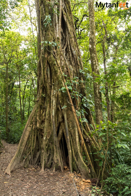 Things to do in Monteverde - ficus Things to do in Monteverde - climb up a ficus tree