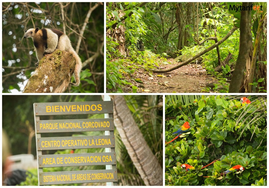 10 great hikes in Costa Rica - Corcovado National Park