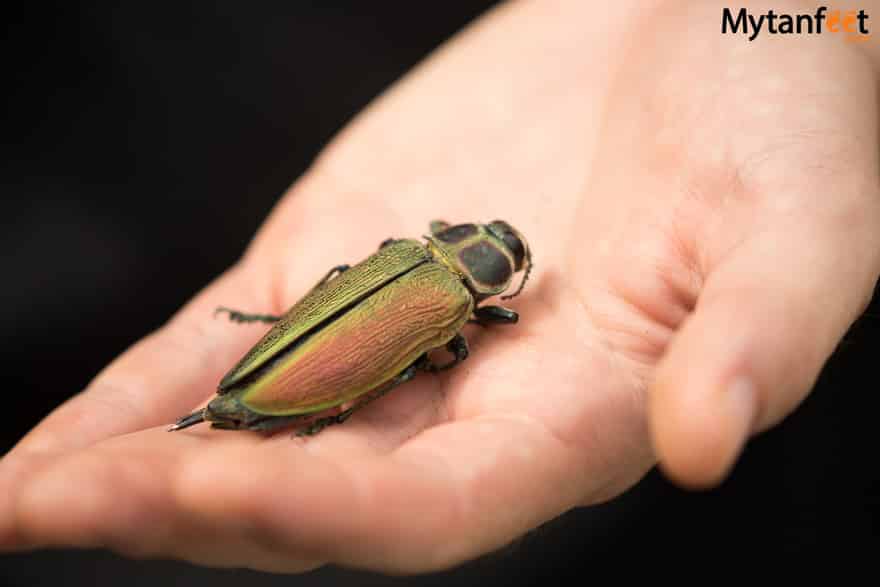 hiring a guide in Costa Rica - corcovado national park guided hike