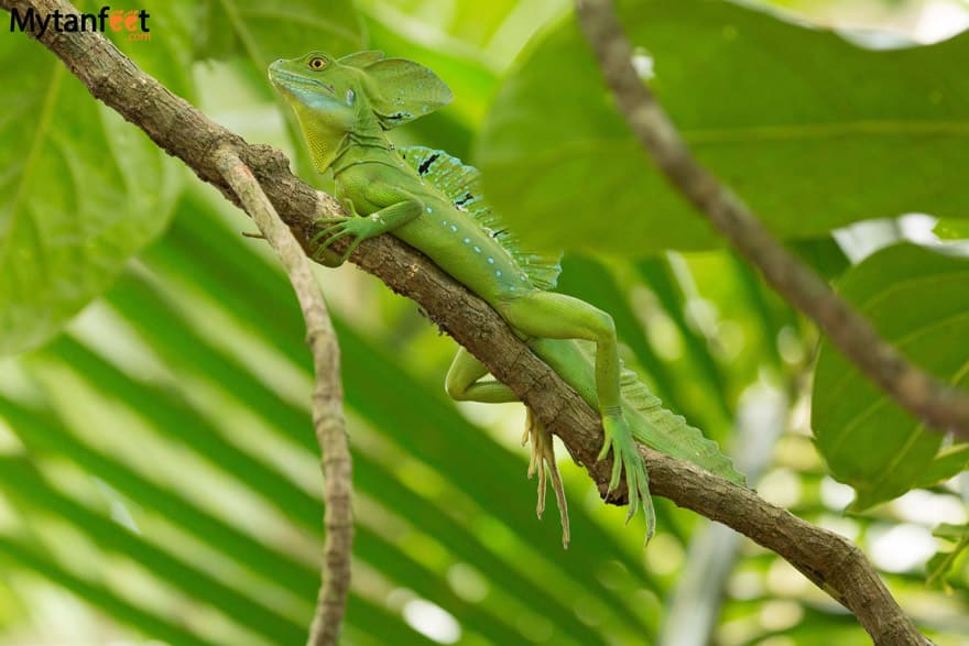 Cahuita National Park Animals - Jesus Christ Lizard male Cahuita