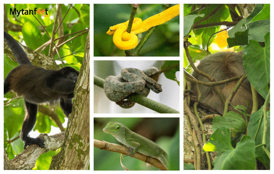 Wildlife at Cahuita