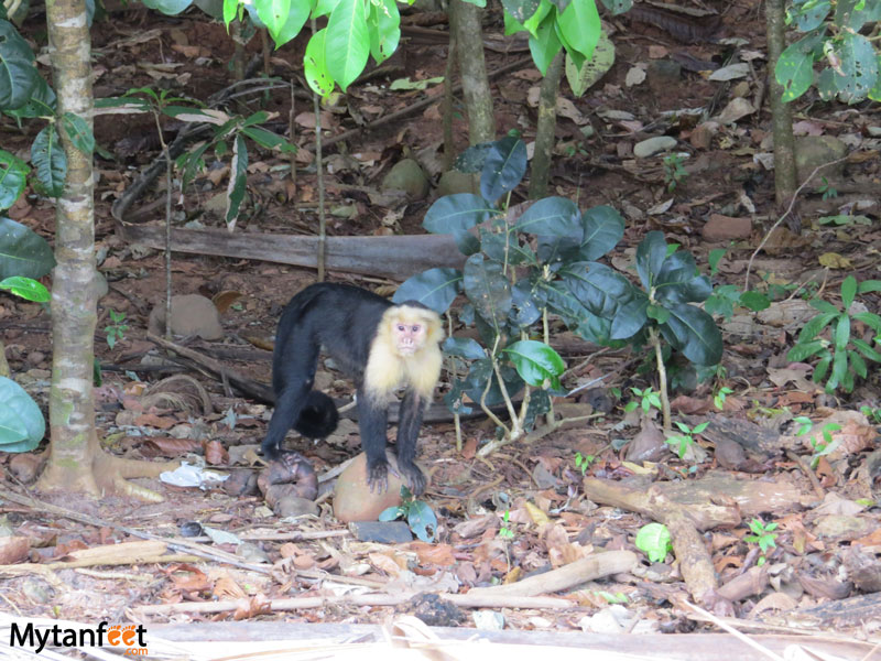 how to be a responsible traveler in Costa Rica - wildlife