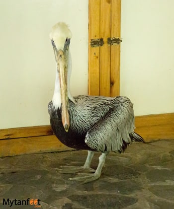 Jaguar Rescue Center Puerto Viejo Costa Rica - Pelican