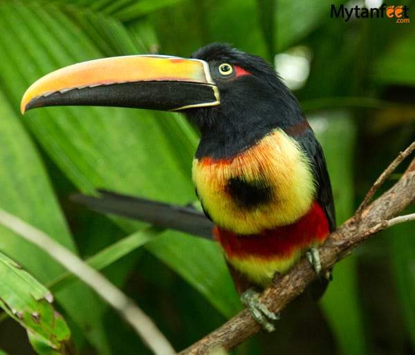 Costa Rica Toucan