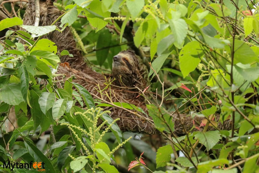 Manuel Antonio The sloth institute tulemar sloth walk tulemar