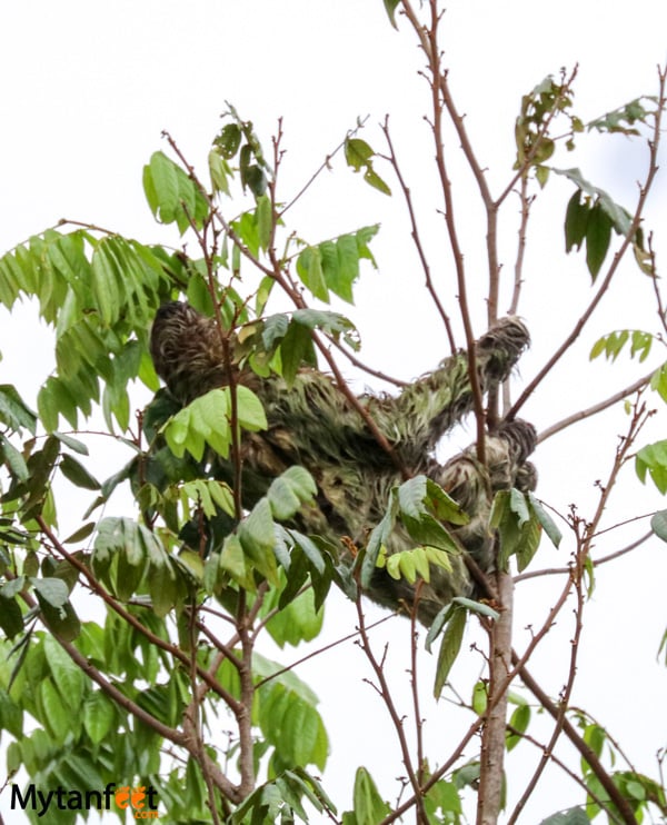 The Sloth Institute - Manuel Antonio sloth walk