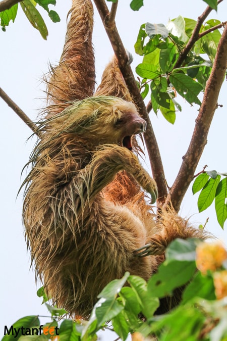 Manuel Antonio The sloth institute tulemar sloth walk