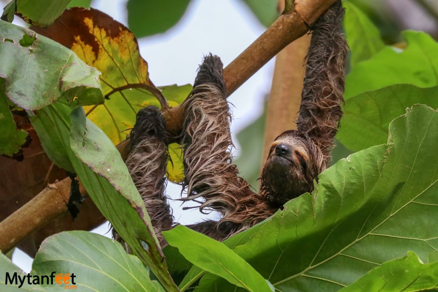 The Sloth Institute - Manuel Antonio sloth walk