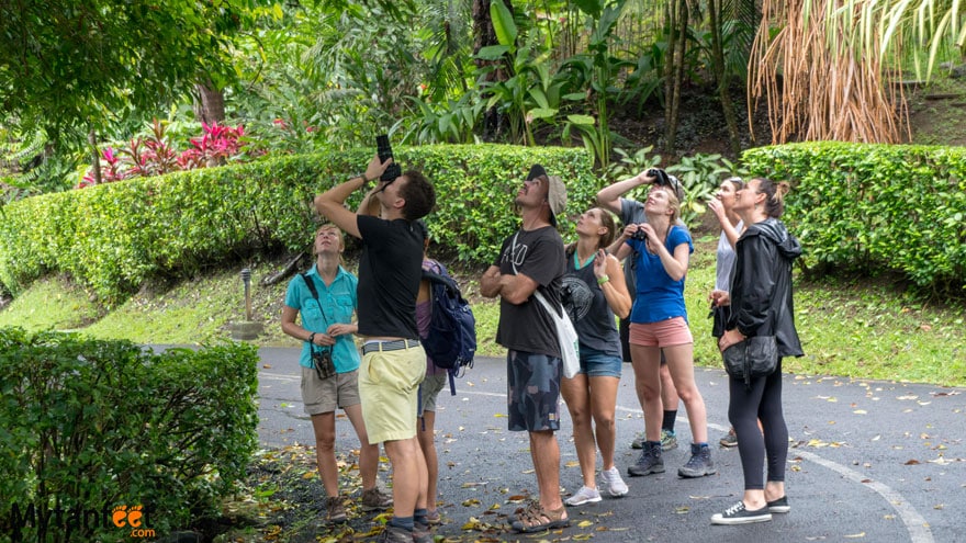 The Sloth Institute - Manuel Antonio sloth walk