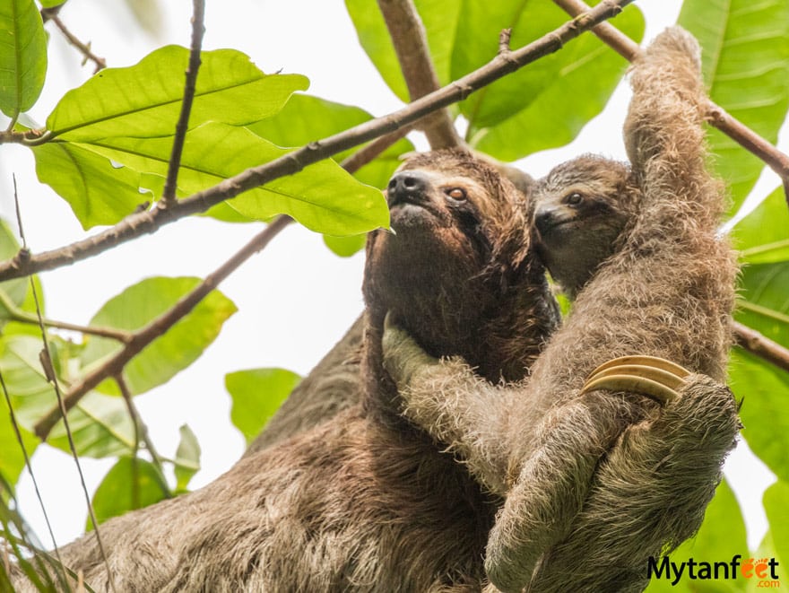 Tulemar The Sloth Institute Manuel Antonio