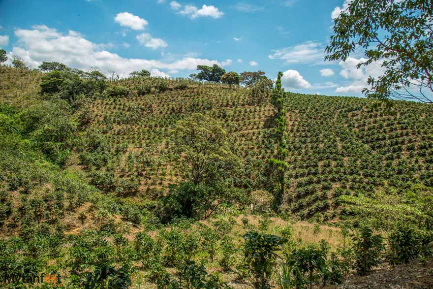 Costa-Rican-coffee-plantations.jpg