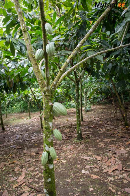  cacao tree