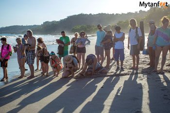 Things to do in Montezuma - releasing baby sea turtles