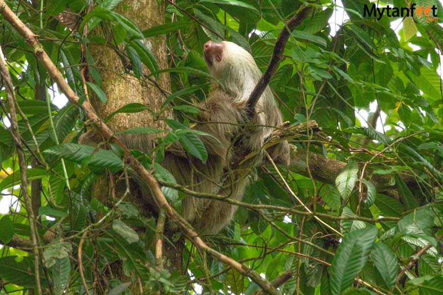 2 fingered sloth on Bogarin Trail