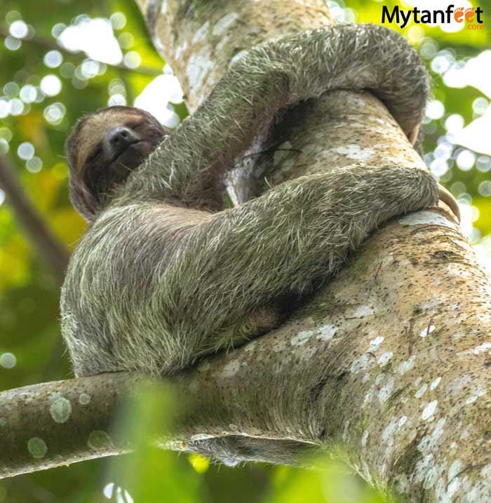 3 fingered sloth mom on Bogarin Trail La Fortuna sloth tour