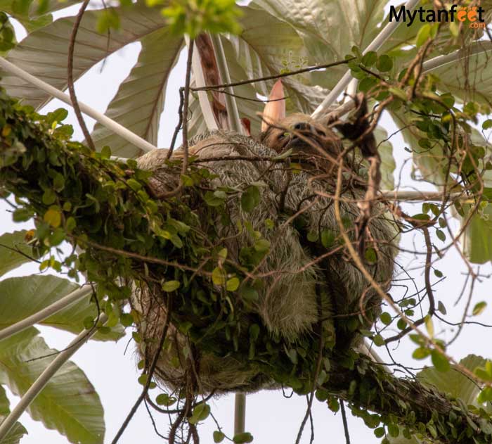 3 fingered sloth mom and baby on Bogarin Trail La Fortuna sloth tour