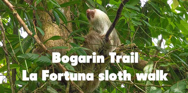 Bogarin Trail La Fortuna sloth tour featured