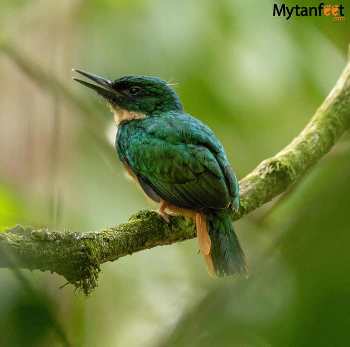 Jacamar bird