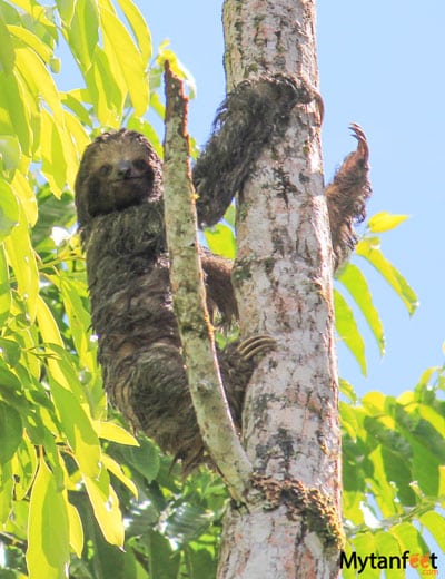 Pure Nature rio frio safari float - juvenile sloth