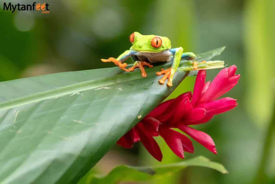 Red eyed tree frog on 