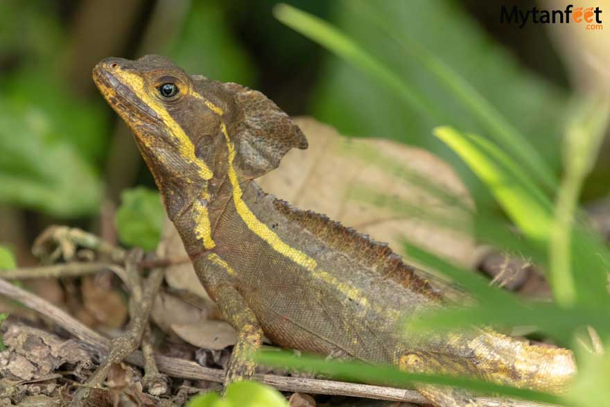 Striped basilisk 